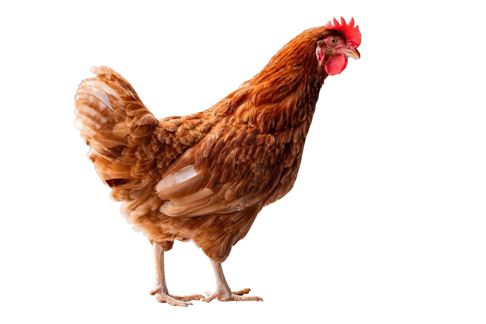 Poultry Products